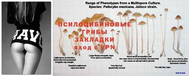 закладка  Аша  hydra зеркало  Галлюциногенные грибы MAGIC MUSHROOMS 